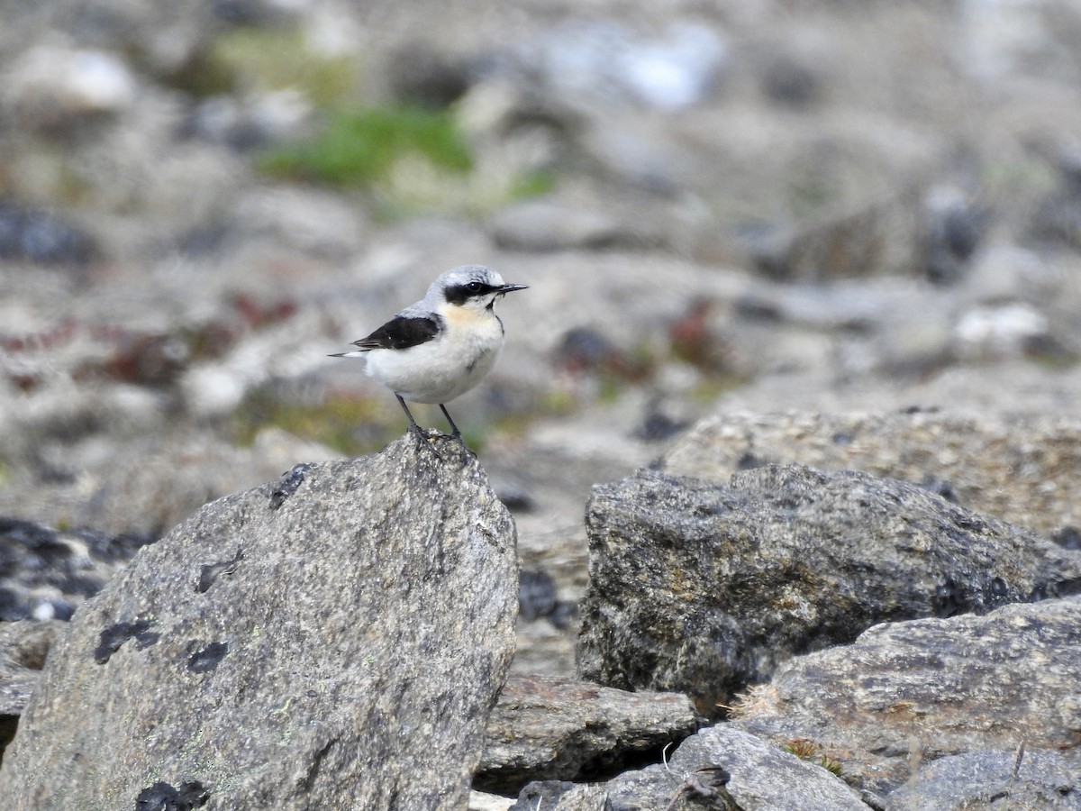 Northern Wheatear - ML470802741