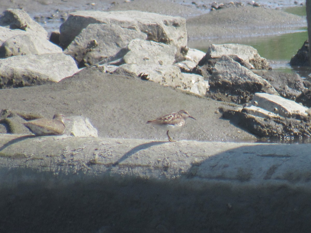 Least Sandpiper - ML470803831