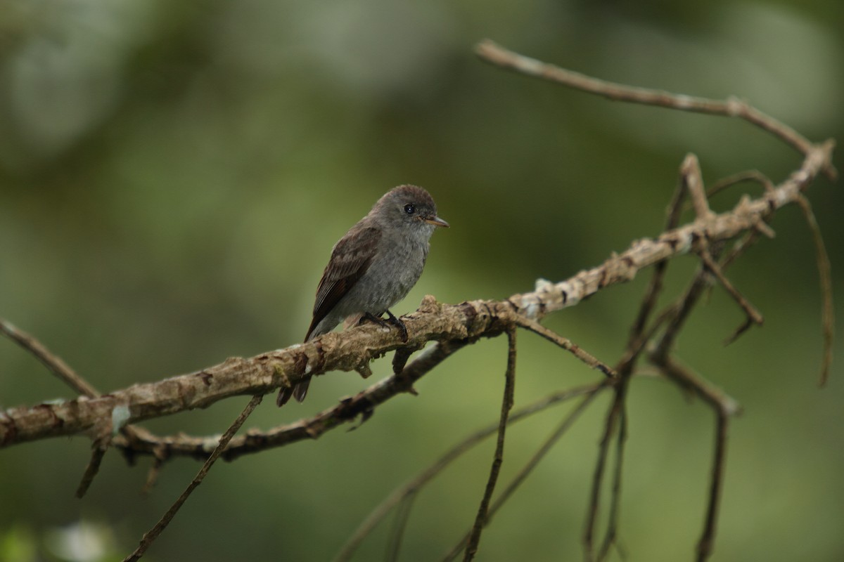 Southern Tropical Pewee - ML470804521