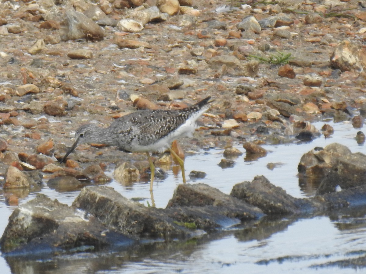 gulbeinsnipe - ML470806291