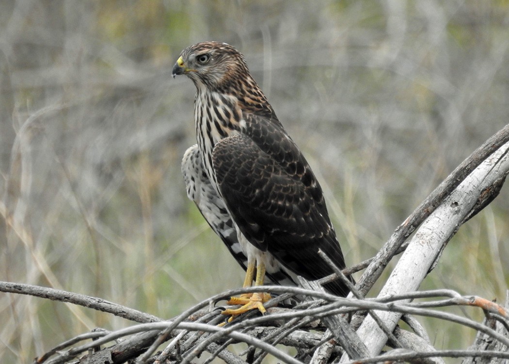 Cooper's Hawk - ML470807461