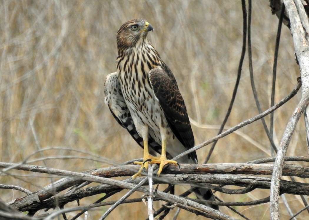 Cooper's Hawk - ML470807471