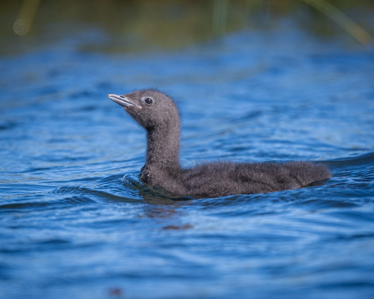 Red-throated Loon - ML470808311