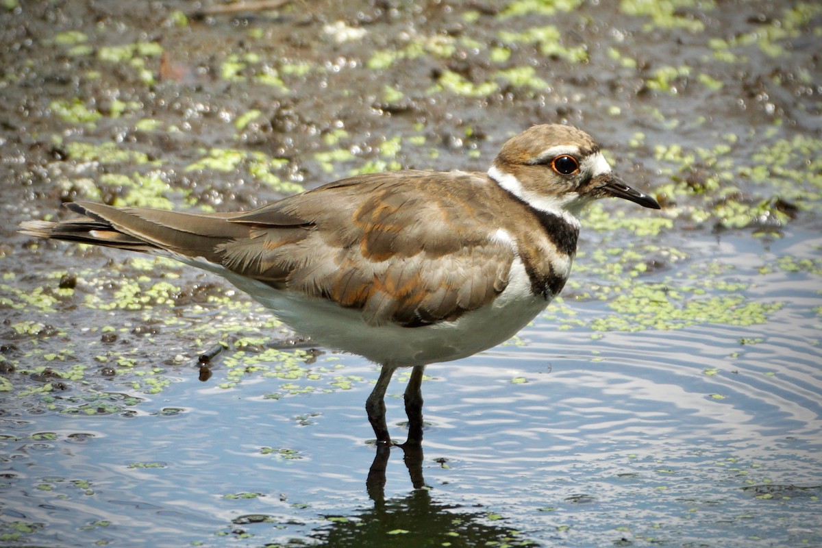 Killdeer - Laura Sisitzky