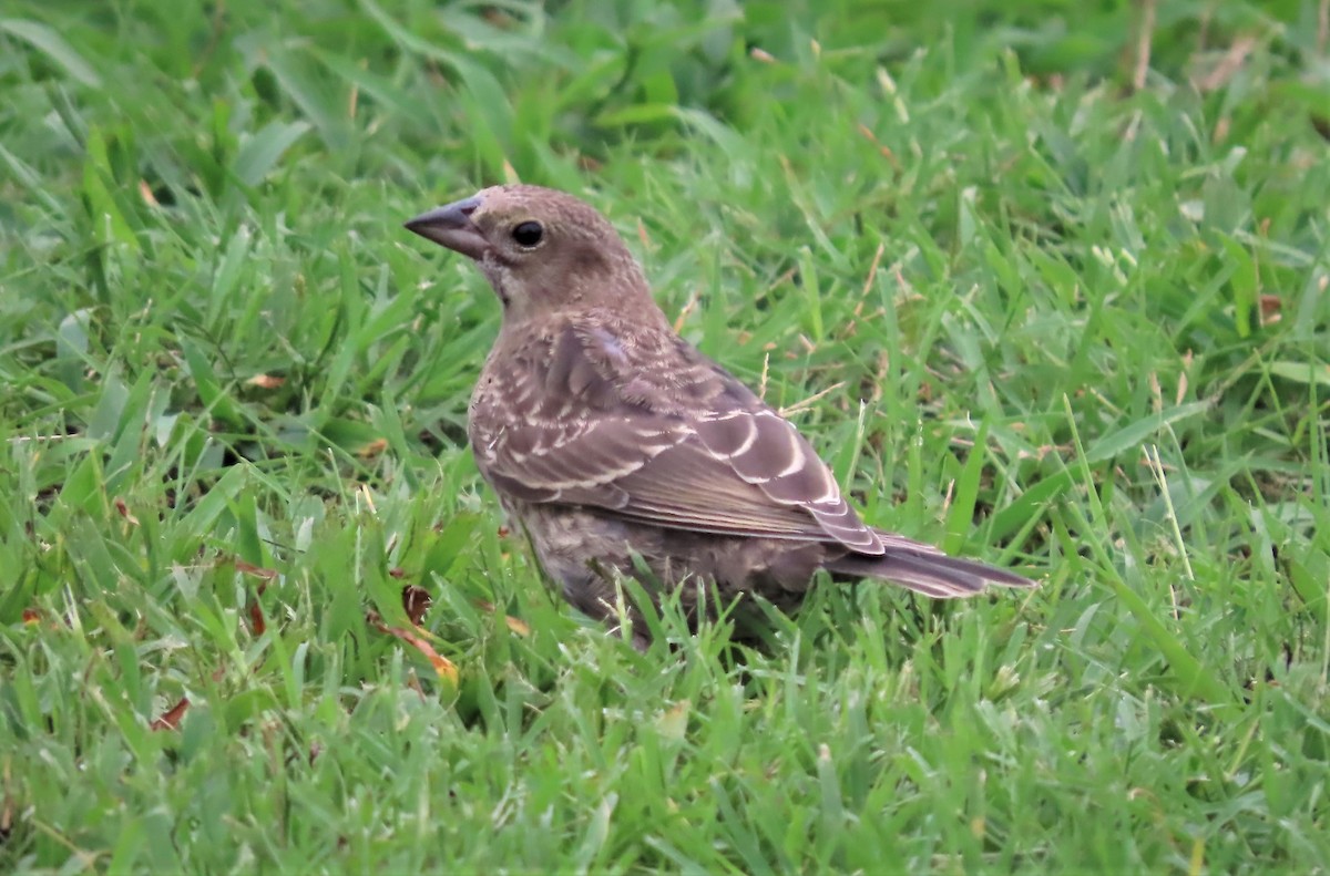 Brown-headed Cowbird - ML470809081