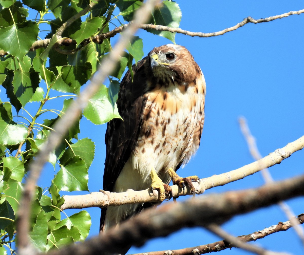 Red-tailed Hawk - ML470810681
