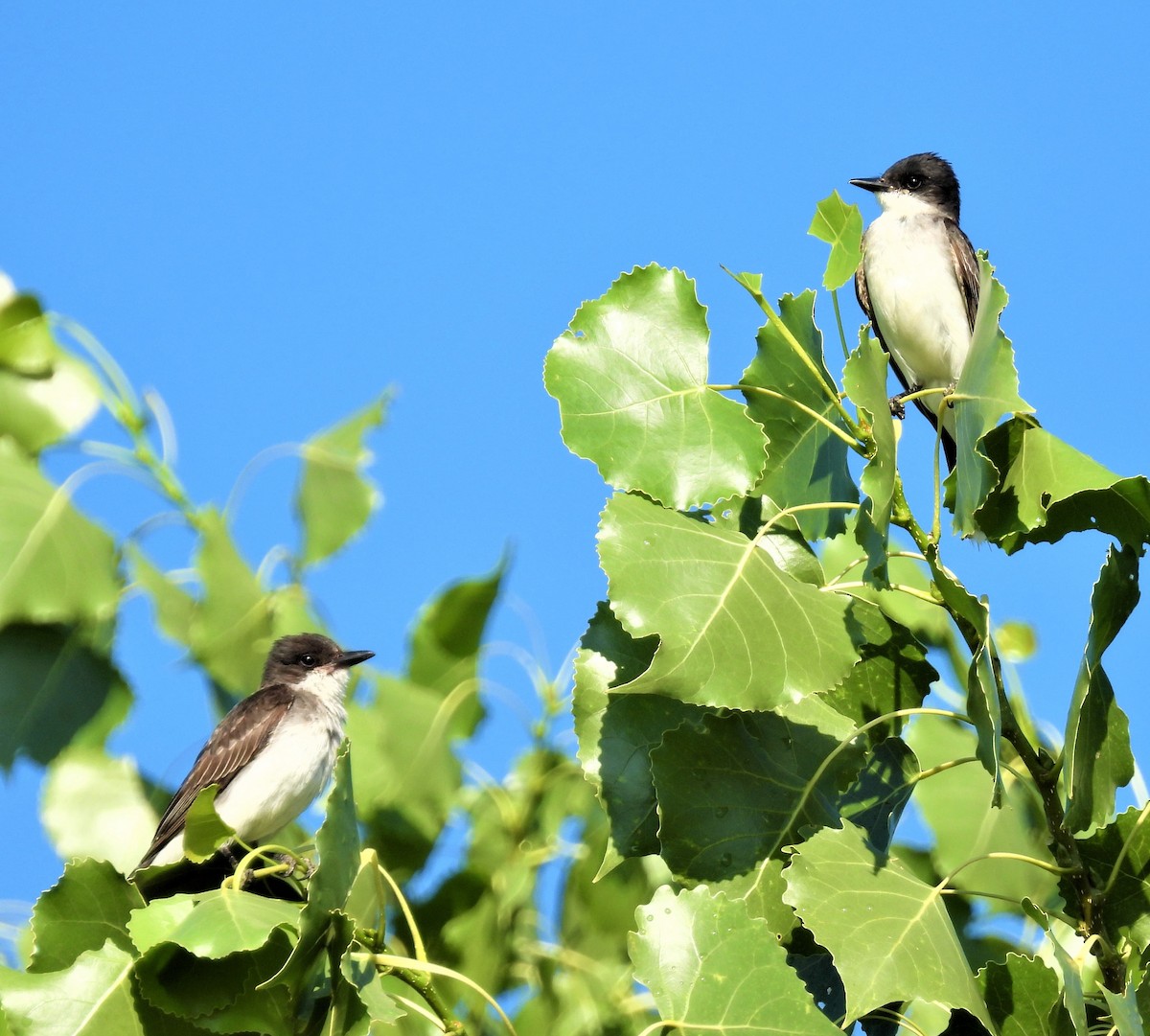 Eastern Kingbird - ML470810771