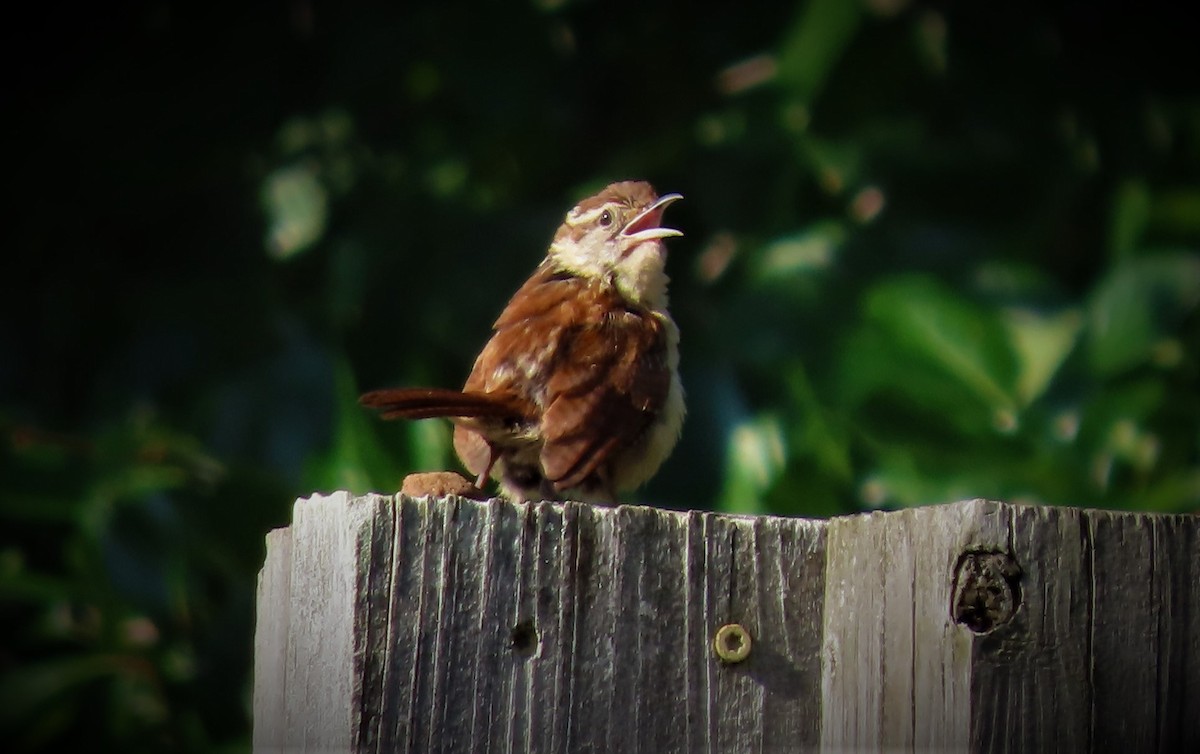 Carolina Wren - ML470811511