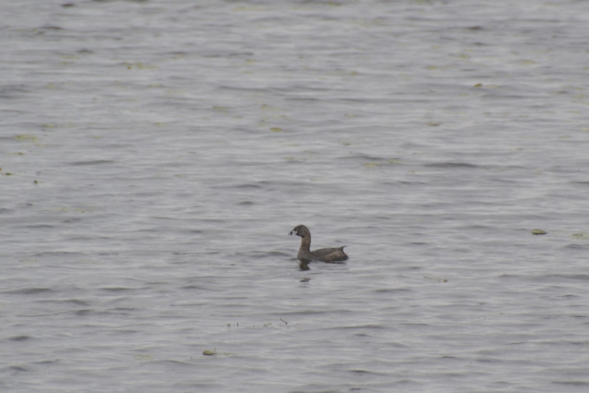 Pied-billed Grebe - ML470813031