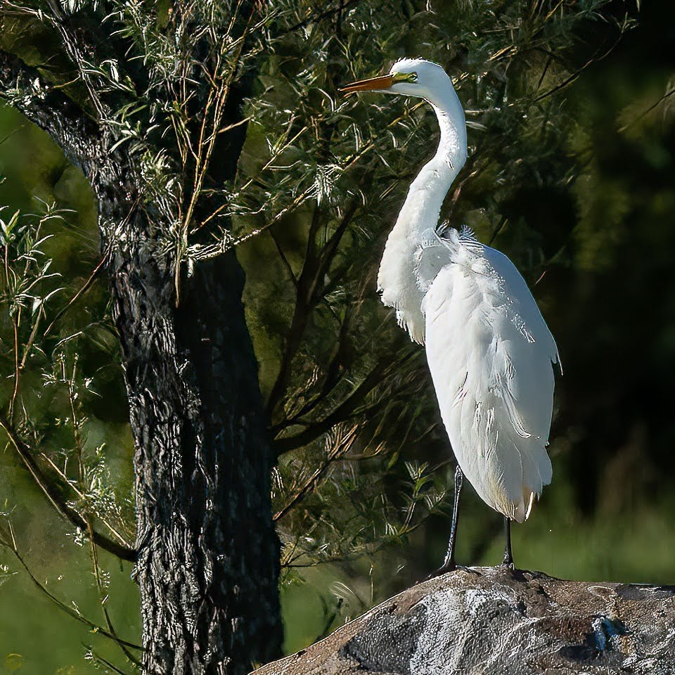 Great Egret - ML470814991