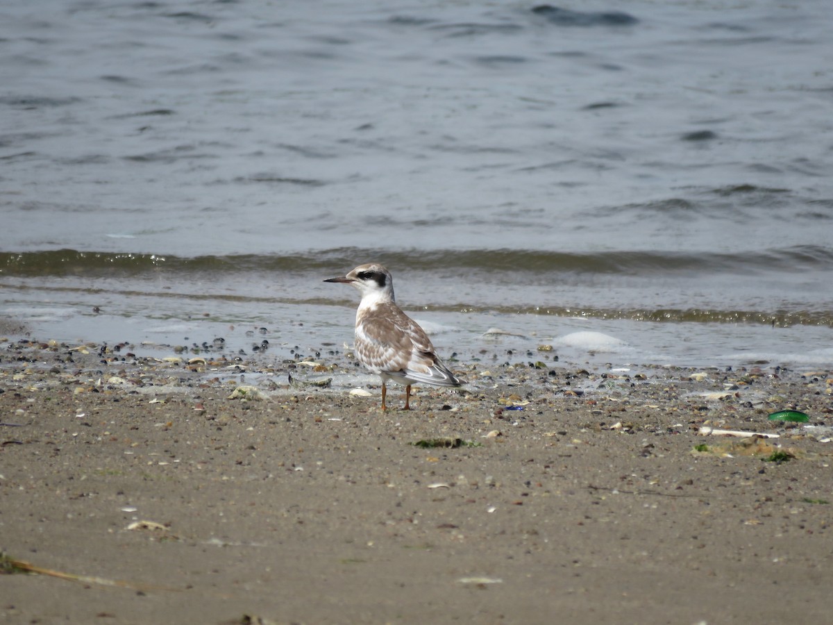 Forster's Tern - ML470815561