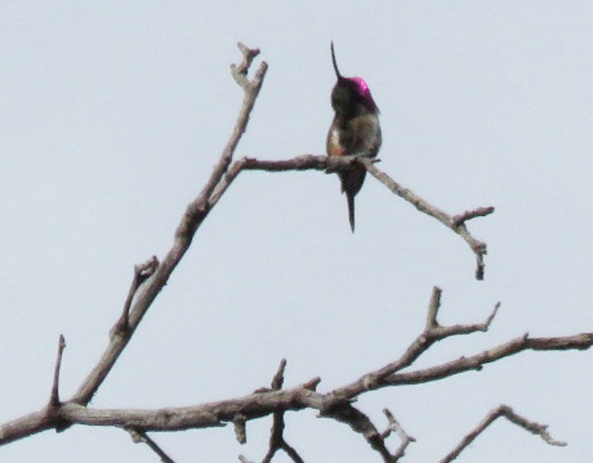Lucifer Hummingbird - ML470815761