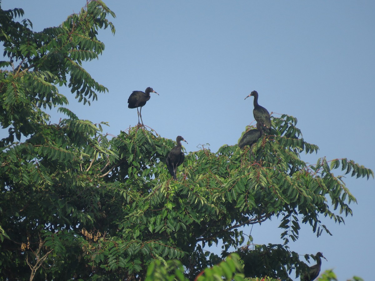 ibis hnědý - ML470815971