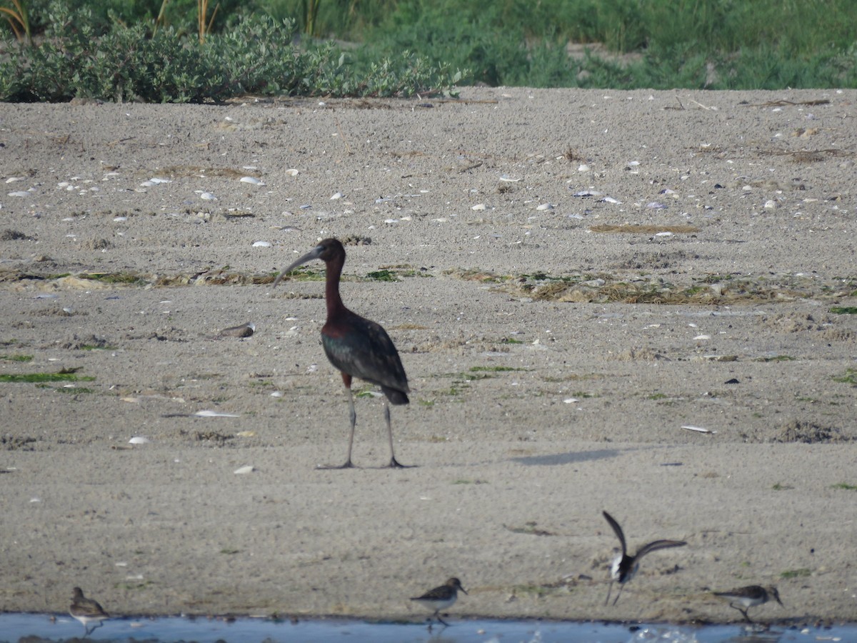 ibis hnědý - ML470816001