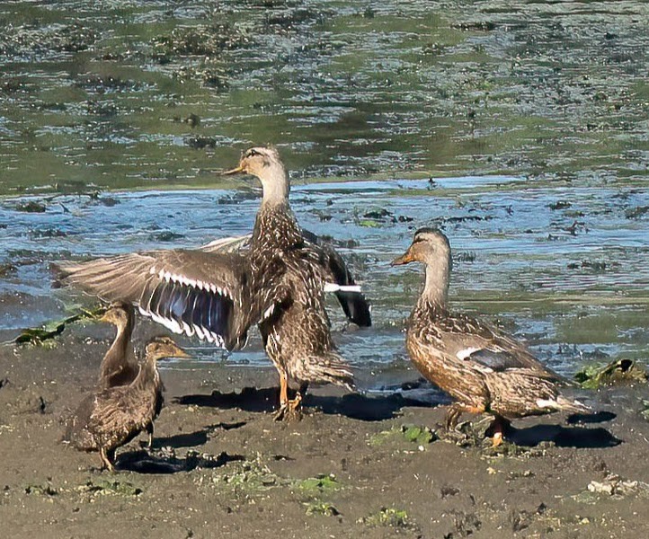 Stockente - ML470817821