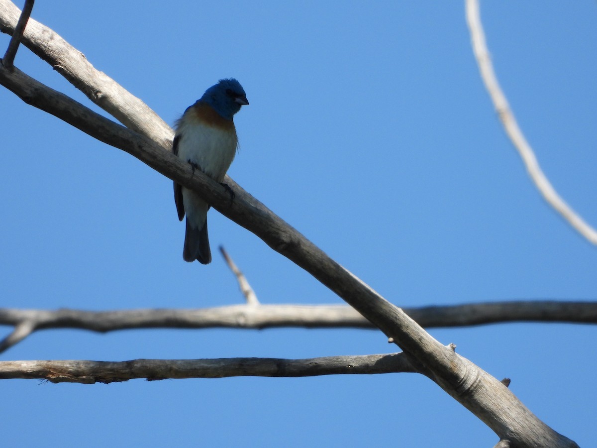 Lazuli Bunting - ML470818141