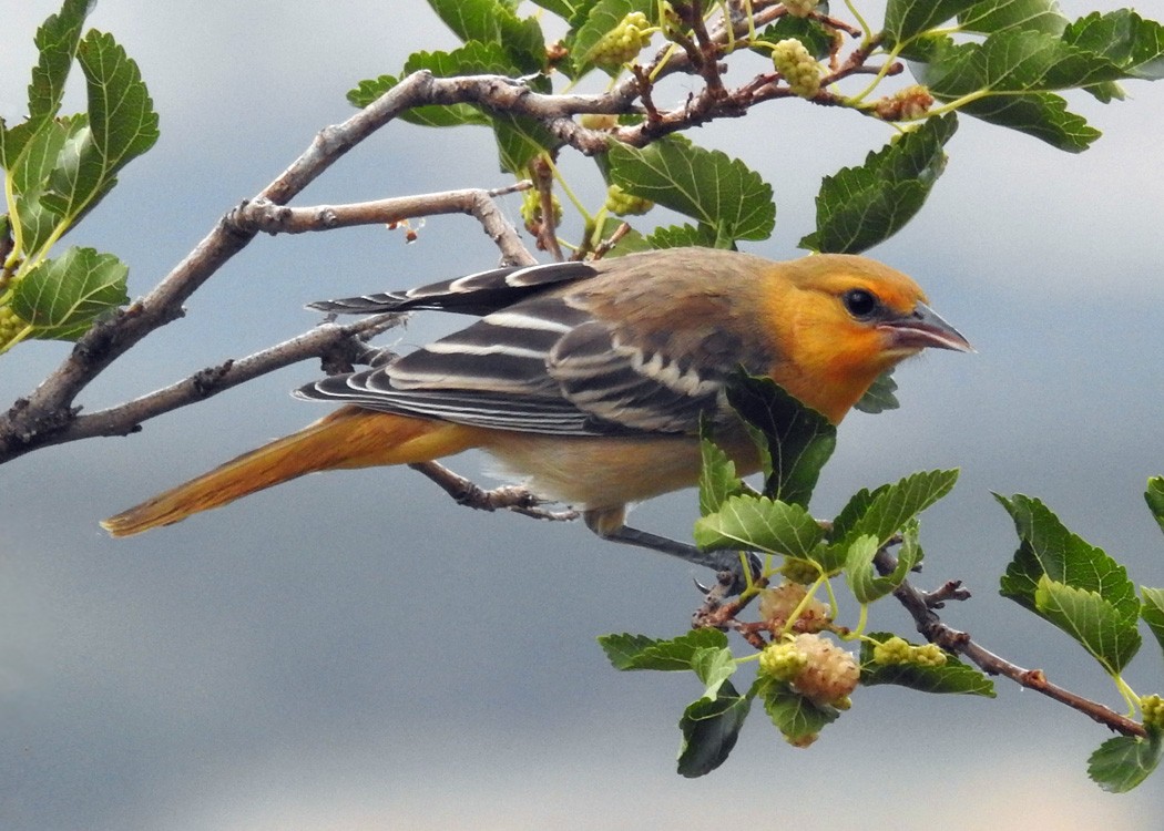 Bullock's Oriole - ML470818471
