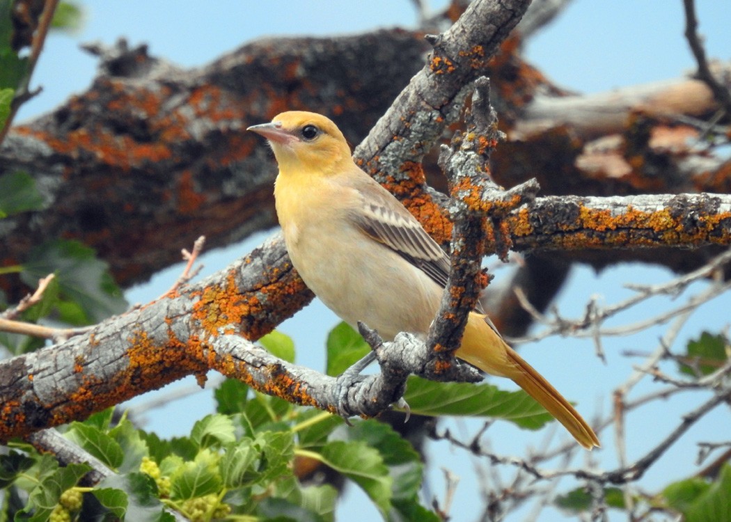 Bullock's Oriole - ML470818481