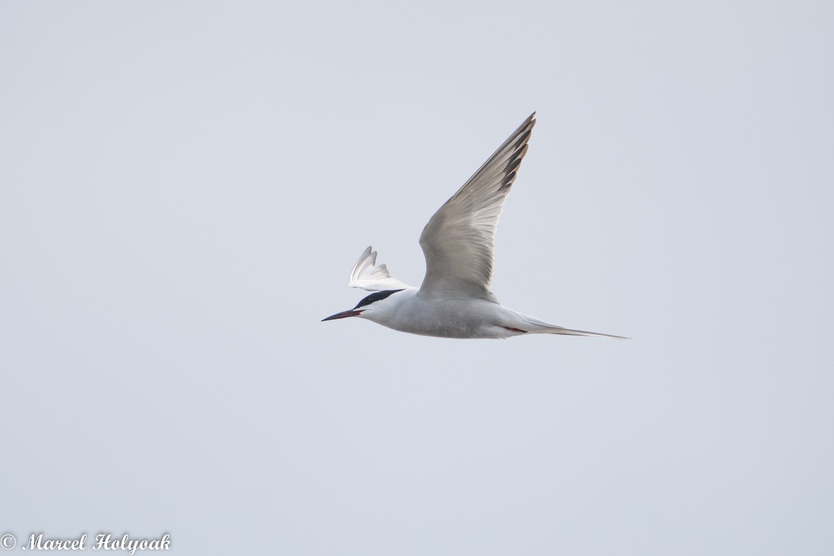 Common Tern - ML470820941