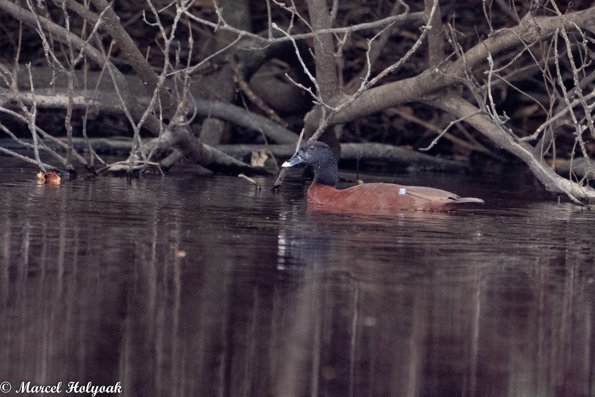 Hartlaub's Duck - ML470821061