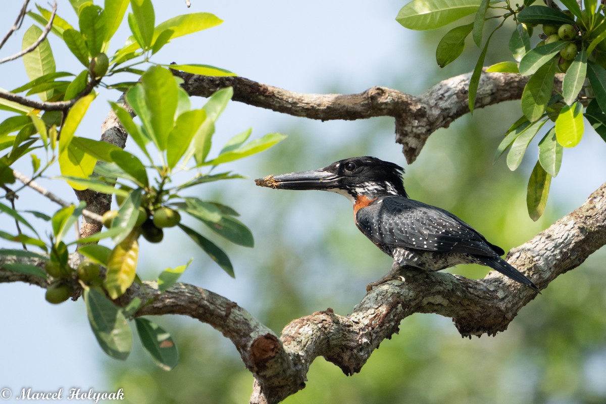 Giant Kingfisher - ML470821251