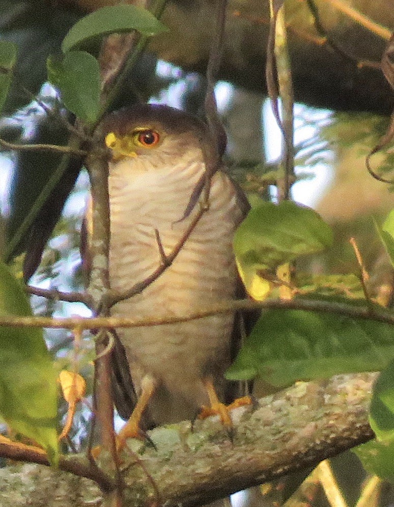 Tiny Hawk - Jennifer Rycenga