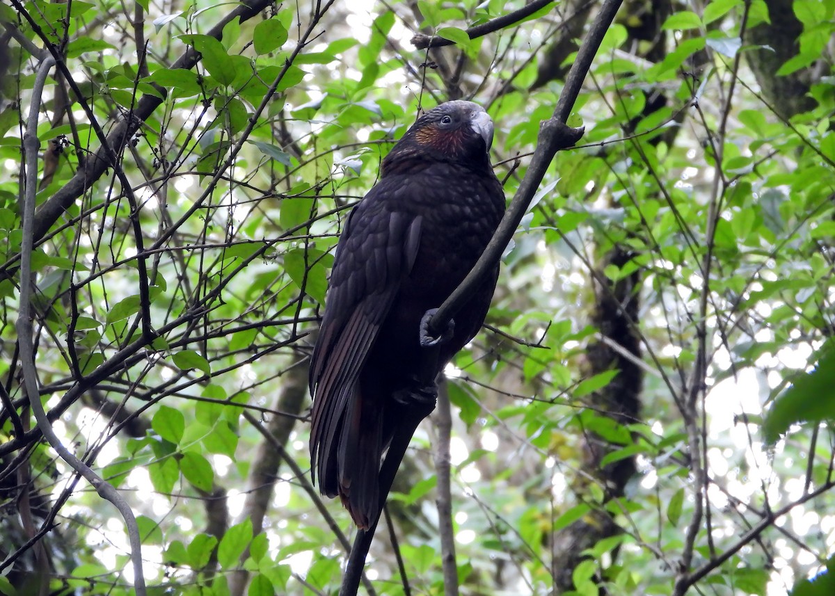 New Zealand Kaka - Steve Purdon