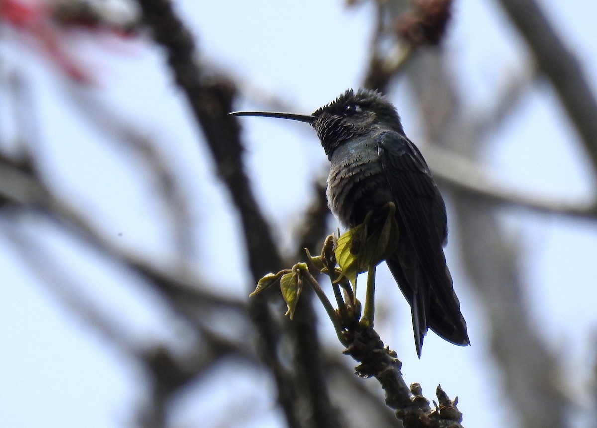 Rivoli's Hummingbird - ML470827521