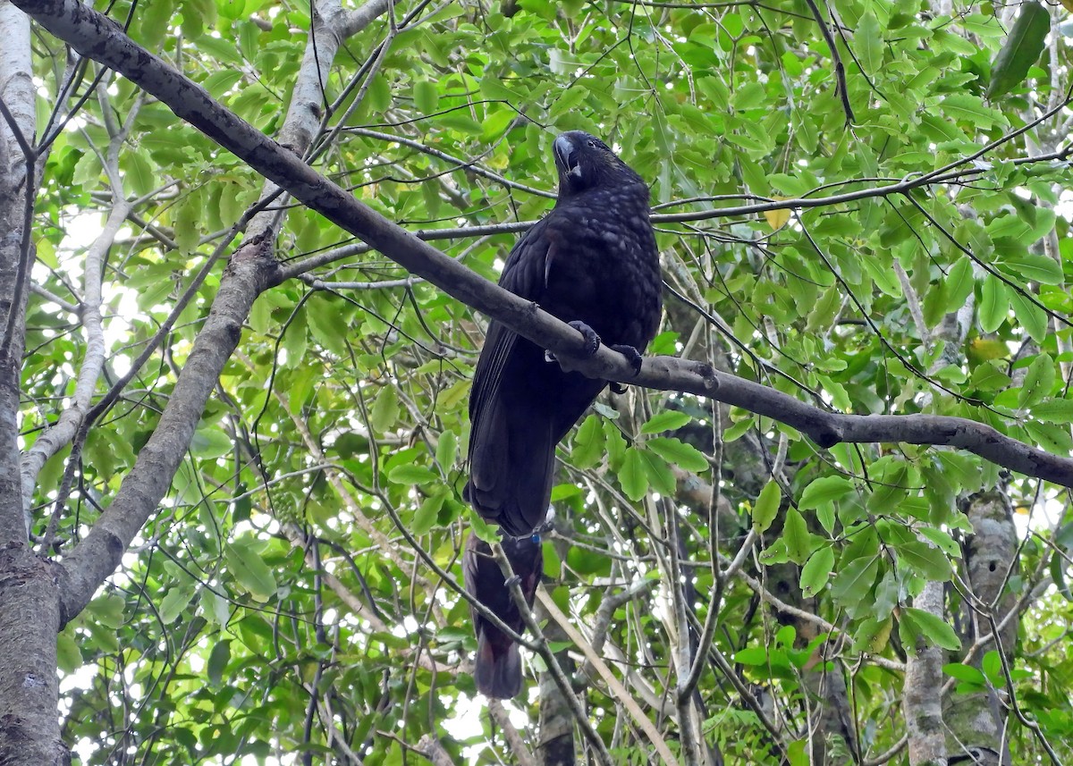 New Zealand Kaka - Steve Purdon