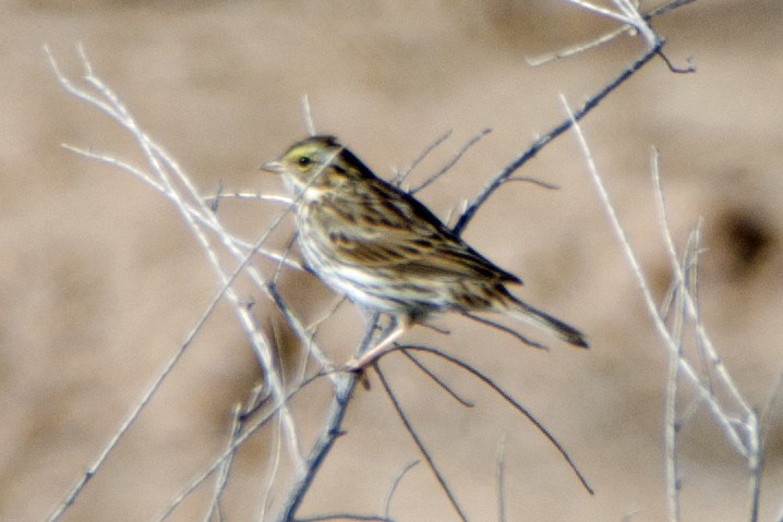 Savannah Sparrow - ML47082941