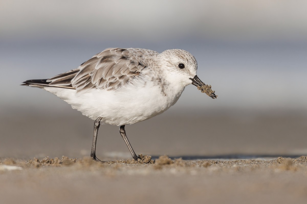 Sanderling - Matt Felperin