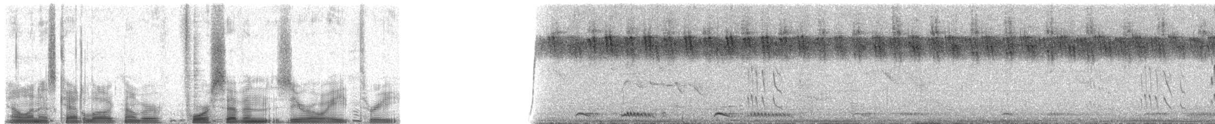 flaggermusseiler - ML47083