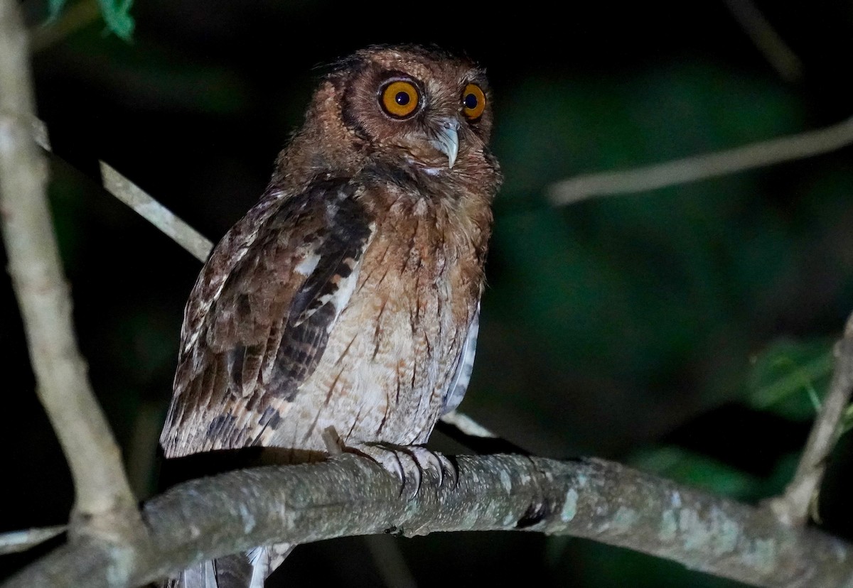 Tawny-bellied Screech-Owl - ML470830111