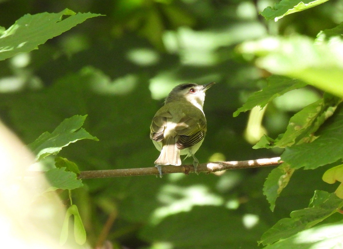 Red-eyed Vireo - ML470832941