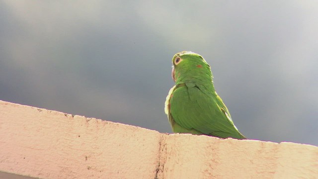 Aratinga Ojiblanca - ML470834241