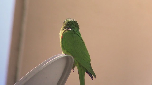 White-eyed Parakeet - ML470834271