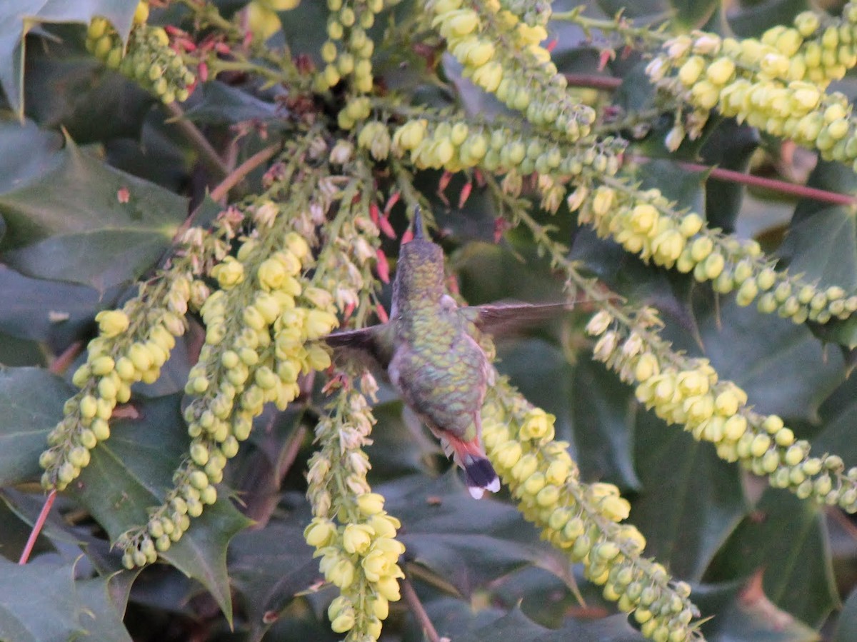 Rufous Hummingbird - ML470834761