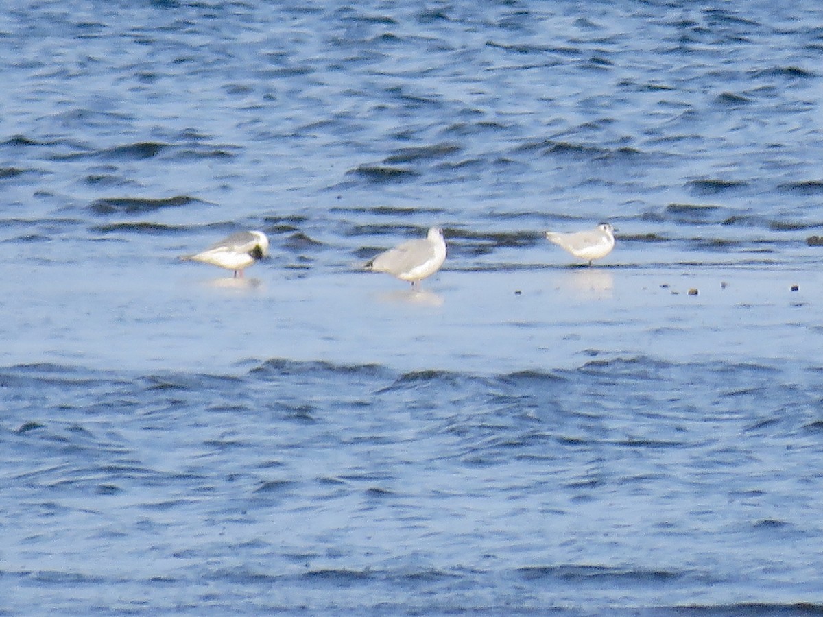 Mouette pygmée - ML470834961