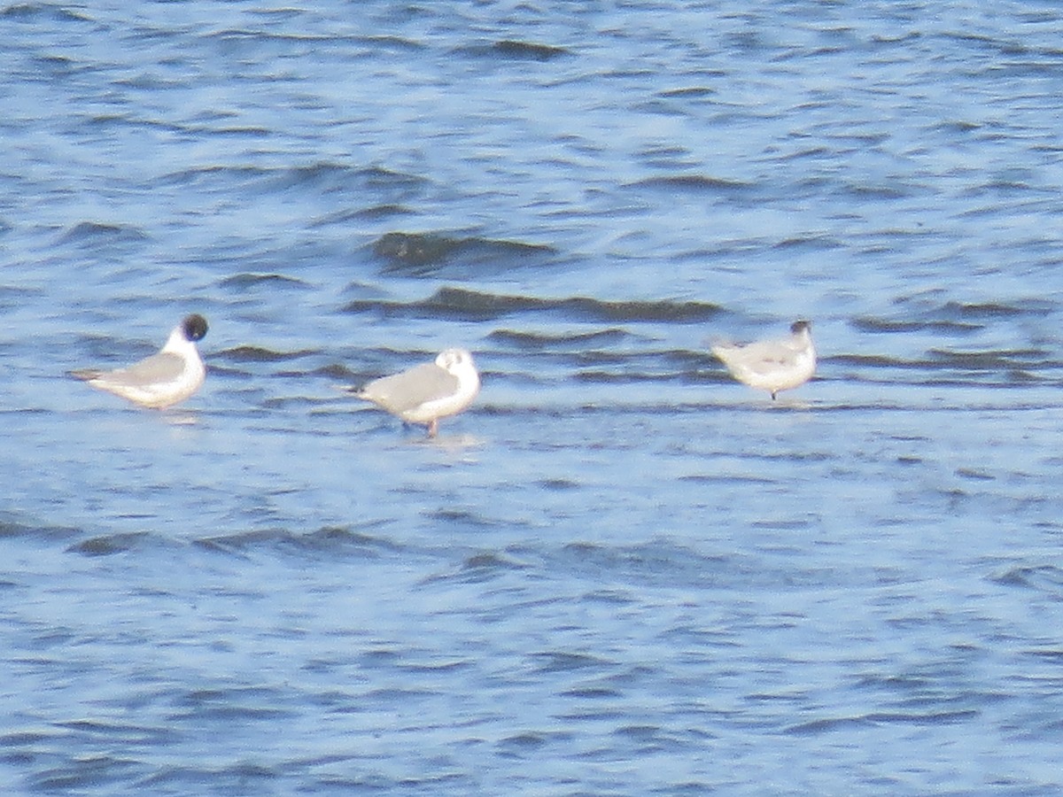 Little Gull - ML470835001