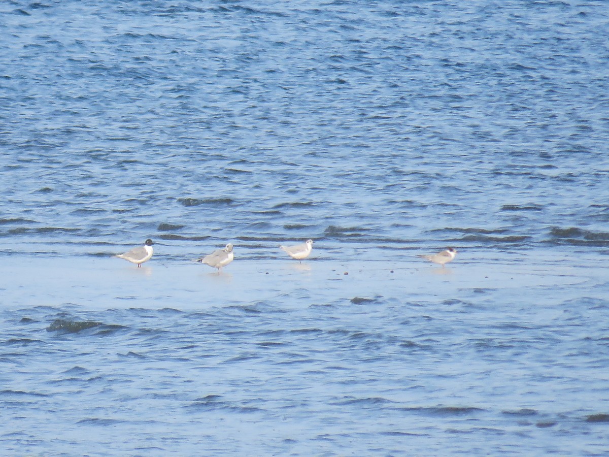 Mouette pygmée - ML470835021