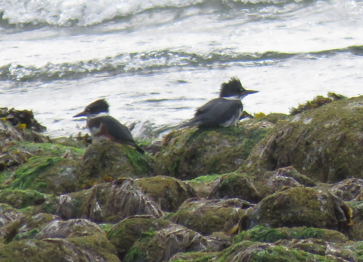 Belted Kingfisher - ML470835791