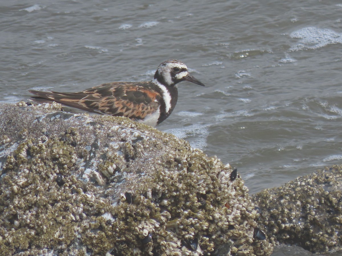 Ruddy Turnstone - ML470836211