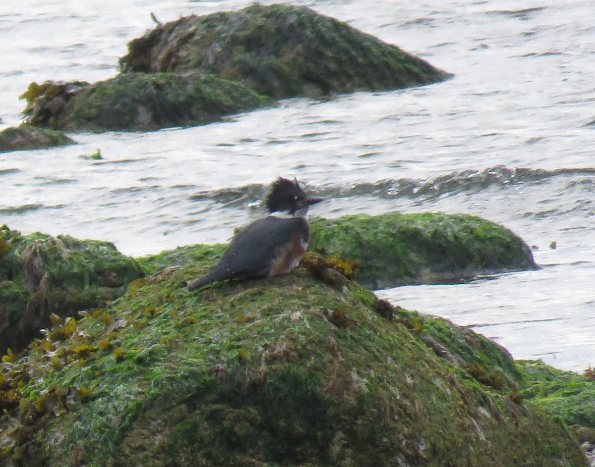 Belted Kingfisher - ML470836561