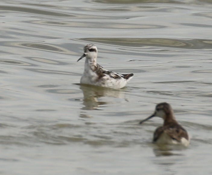 Круглоносый плавунчик - ML470836571