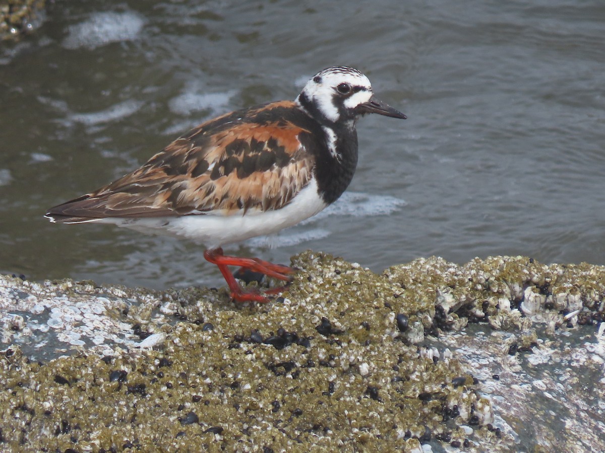 Ruddy Turnstone - ML470836591