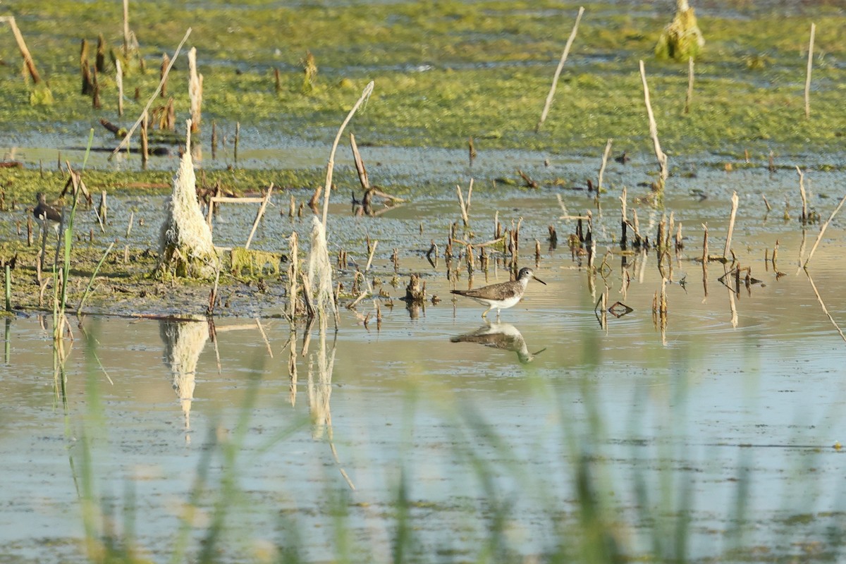 Lesser Yellowlegs - ML470837921