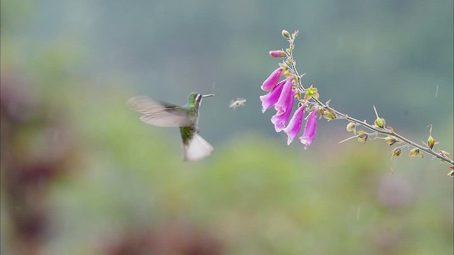 kolibřík pokřovní - ML470838311