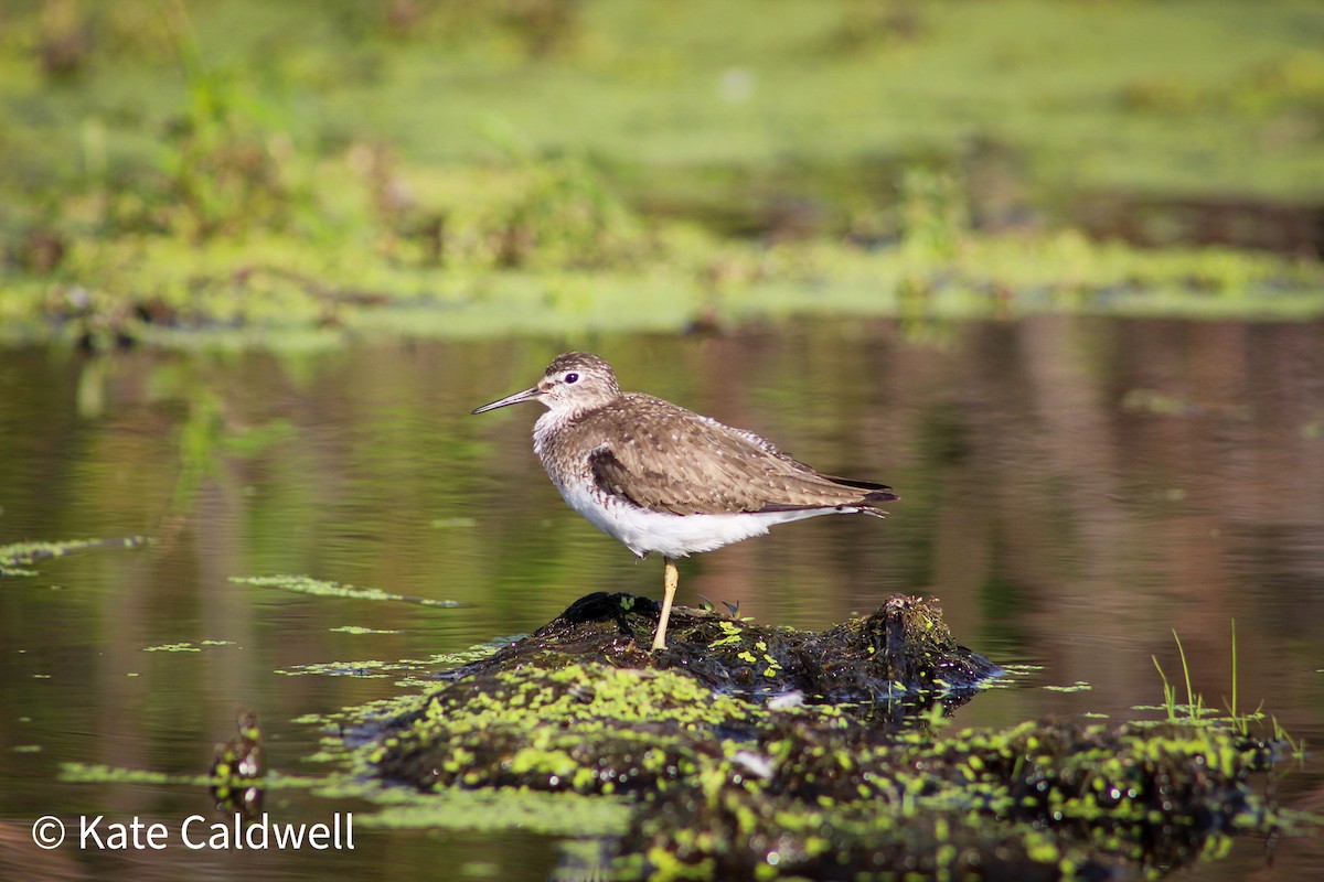 Solitary Sandpiper - Kate  Caldwell