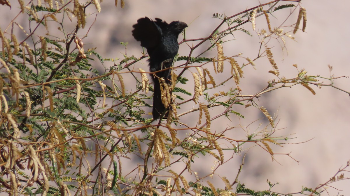 Groove-billed Ani - ML470838811