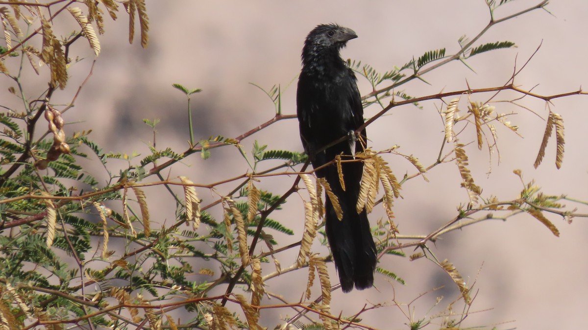 Groove-billed Ani - Nelson Contardo